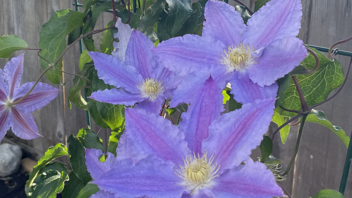 Blooms of a purple clematis