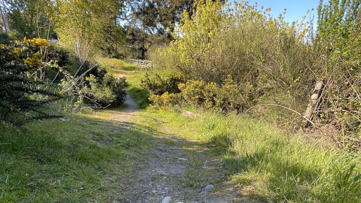 A desire path on a clear day in Ganges, Salt Spring Island, British Columbia