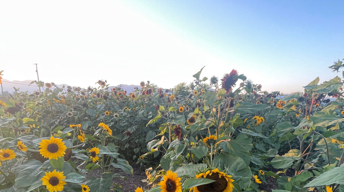 A field of sunflowers in Chilliwack, British Columbia.