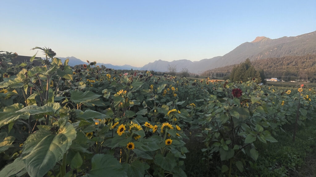 A field of sunflowers.